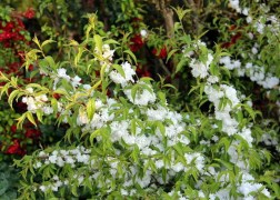 Prunus glandulosa Alboplena / Japán törpemeggy